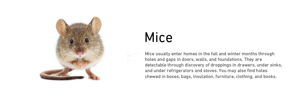 Mouse Rat Removal