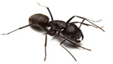 ant