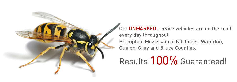 Brampton OwenSound Mississauga Pest Control